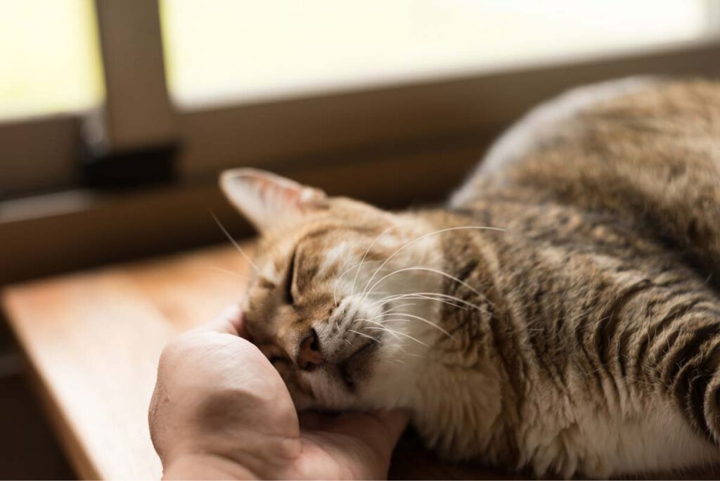 Owner petting cat