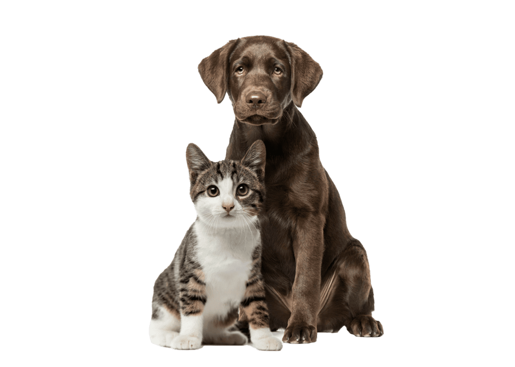 Brown dog and calico cat ready for dog boarding and cat boarding.